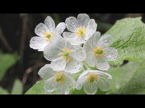 젖으면 투명해지는 꽃, 산하엽 - YouTube