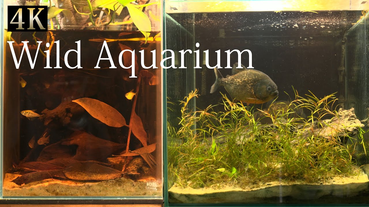 [Wild Aquarium] A new concept tank【ワイルドアクアリウムとは】