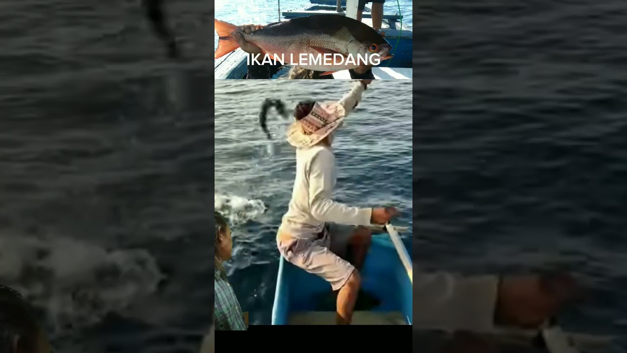 LOMPATAN DASYAT IKAN LEMEDANG 