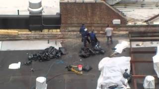 Fox's roof