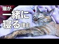 猫が飼い主と一緒に寝る理由5選