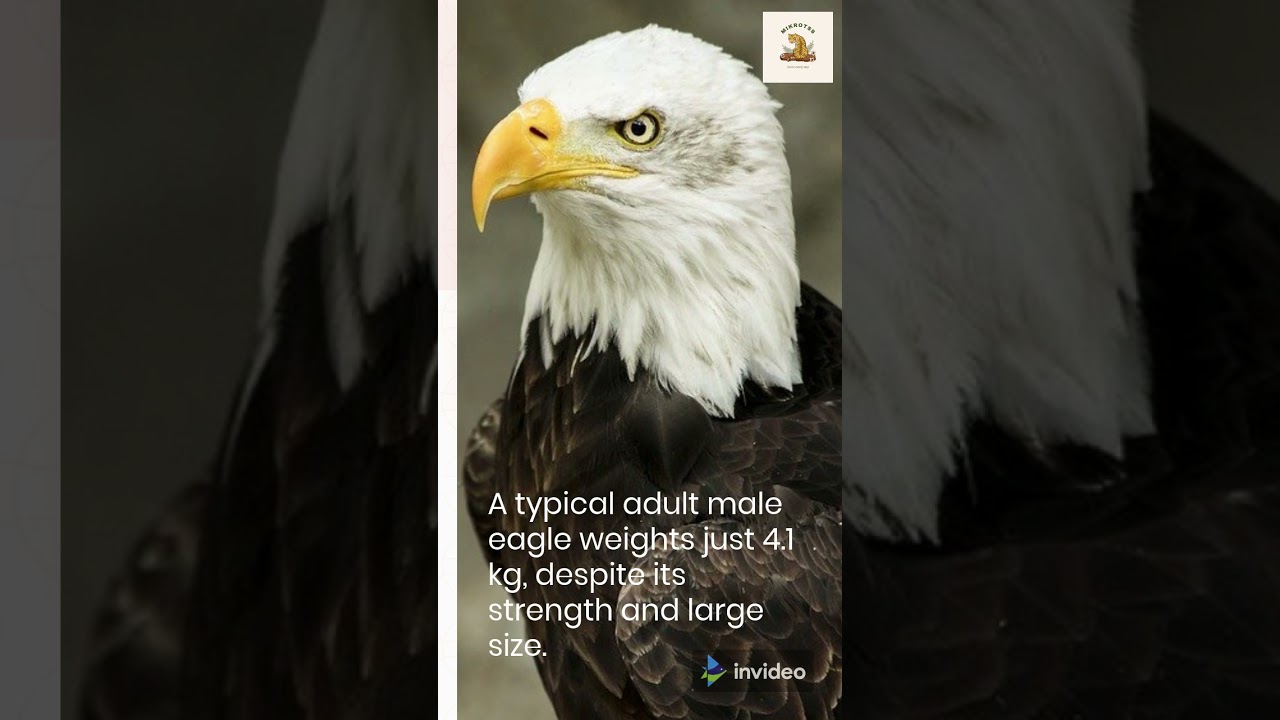 5 Interesting Facts about eagles 