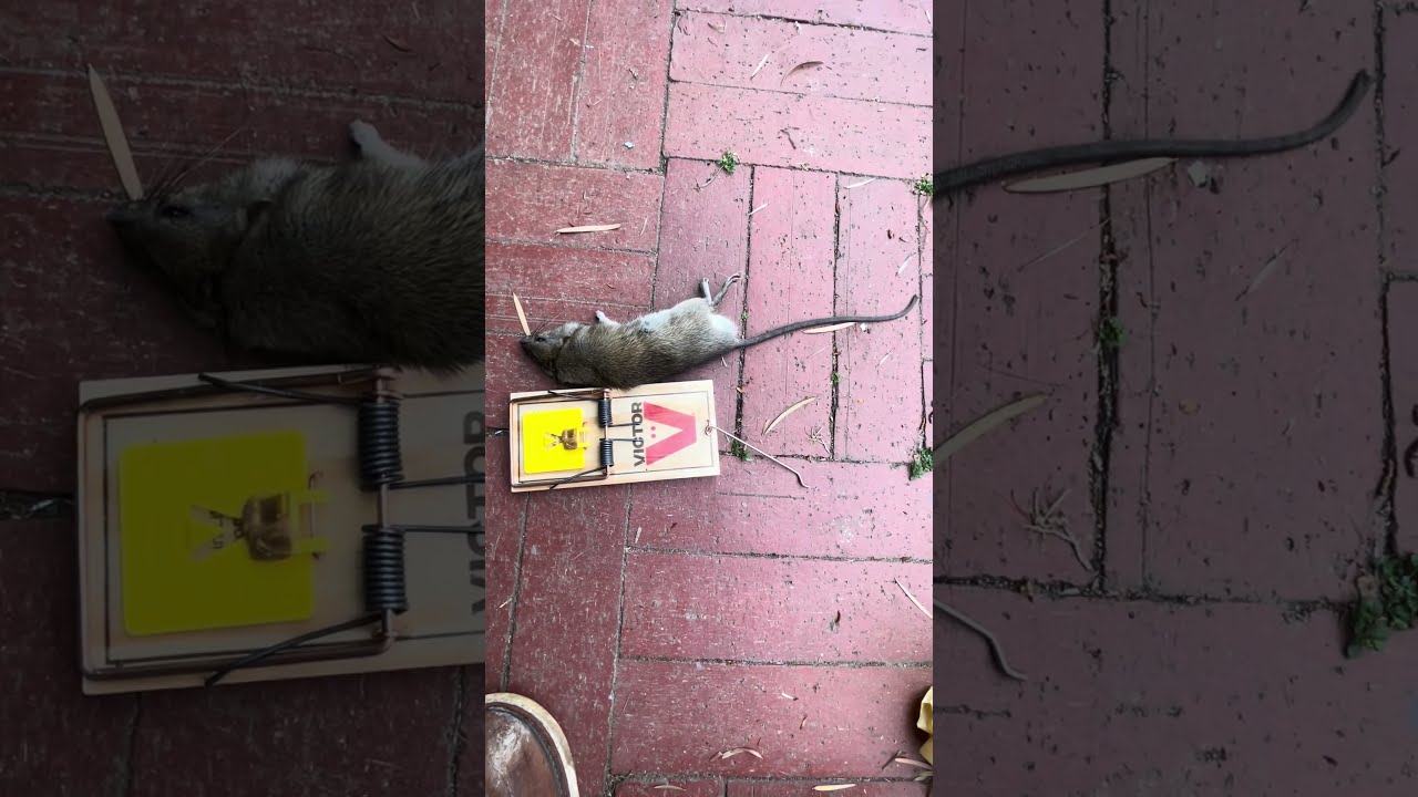 Average California Adult Rat Size! Subscribe for pest control tips. #shorts #business #subscribe