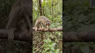 KUTTITHEVANGU Kantara #movie (SLENDER LORIS)#wildlife#forest#kerala