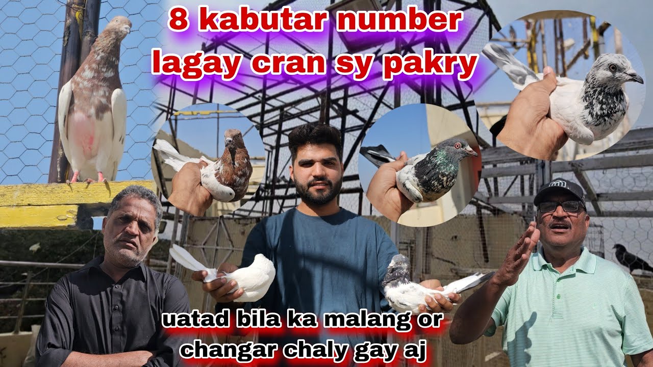 Cran sy 8 kabutar number lagay pakry😯ustad bila ka malang or changar kabutar chaly gay
