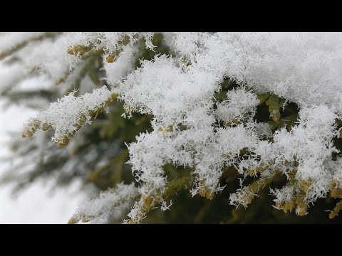 Динопатрулевіз та багато чого цікавого / Щенячий патруль/ Paw_Patrol / BohdanLife