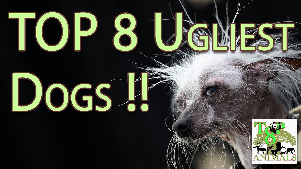 Top 8 Ugliest Dogs !