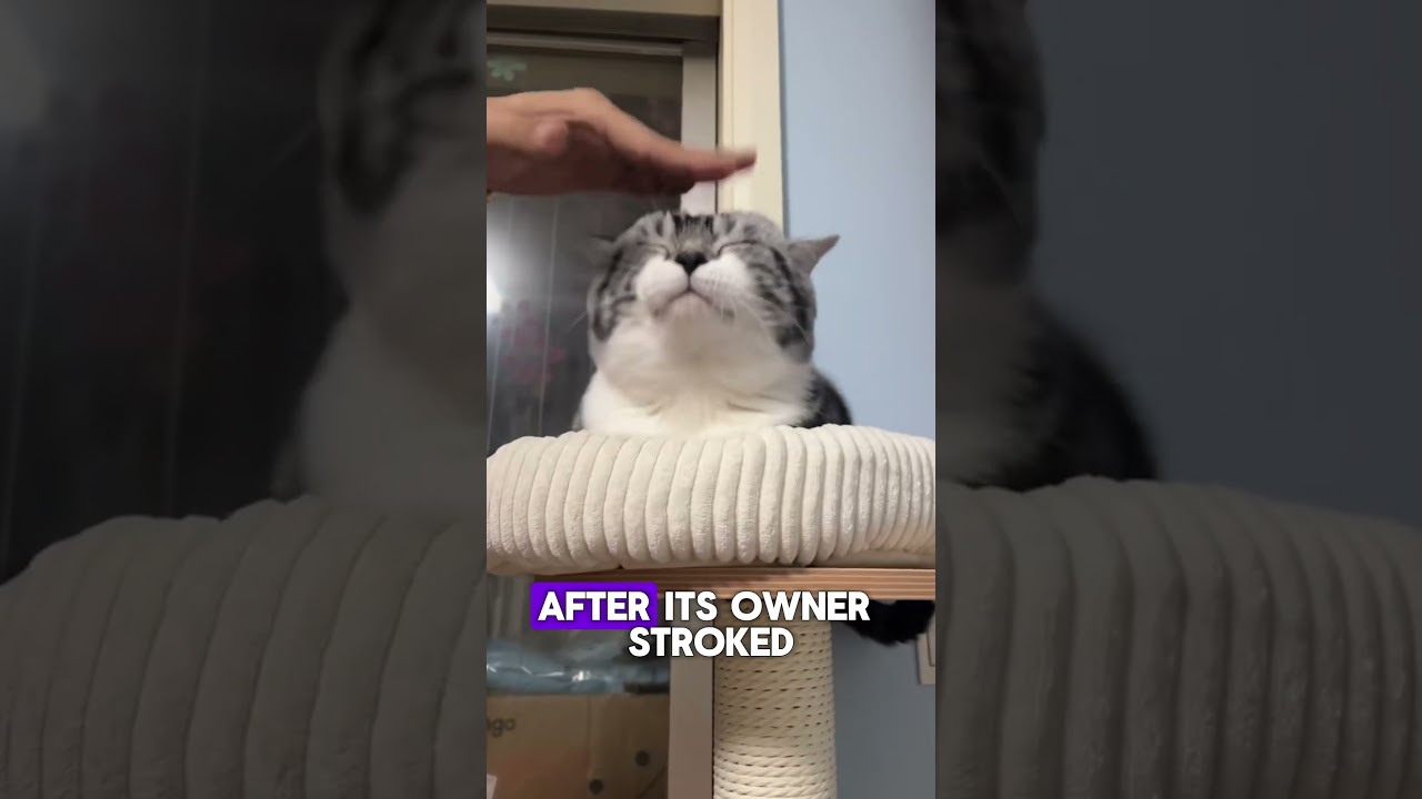 😻 This Cat’s Reaction to a Head Massage Is Everything!