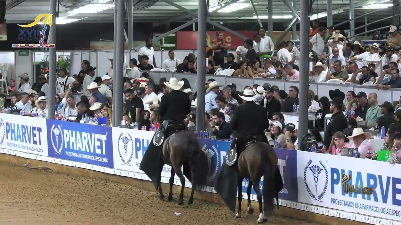 HERA DE CANTABRIA, GRAN CAMPEONA MUNDIAL RESERVADA PASO FINO COLOMBIANO MUNDIAL CONFEPASO CALI  2025