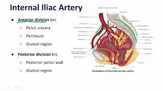 Common Iliac Artery & Branches
