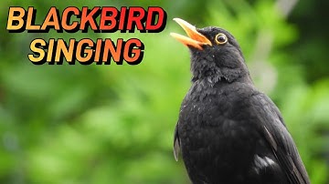 Song and calls of the Blackbird 🍀 Birds of Croatia 🇭🇷 Relax with the beautiful song of Blackbird
