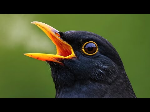 ブラックバードの歌声 🎵 クロウタドリ（黒歌鳥、学名：Turdus merula