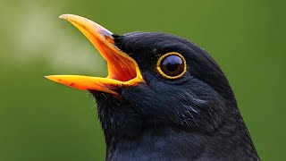 ブラックバードの歌声 🎵 クロウタドリ（黒歌鳥、学名：Turdus merula