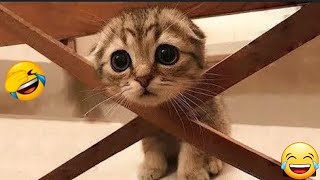 TRY NOT TO LAUGH CHALLENGE || 99% FAIL 😂🤣 || cameo mini vlog || #trending #catvlog #cats