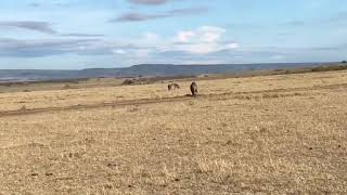 Lion kills hyena at the Maasai Mara
