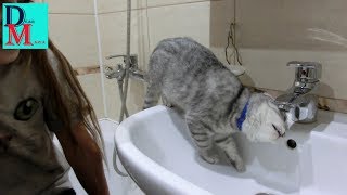 Любопытный котенок играется с водой в ванной. Любопытный котенок играется с водой в ванной.