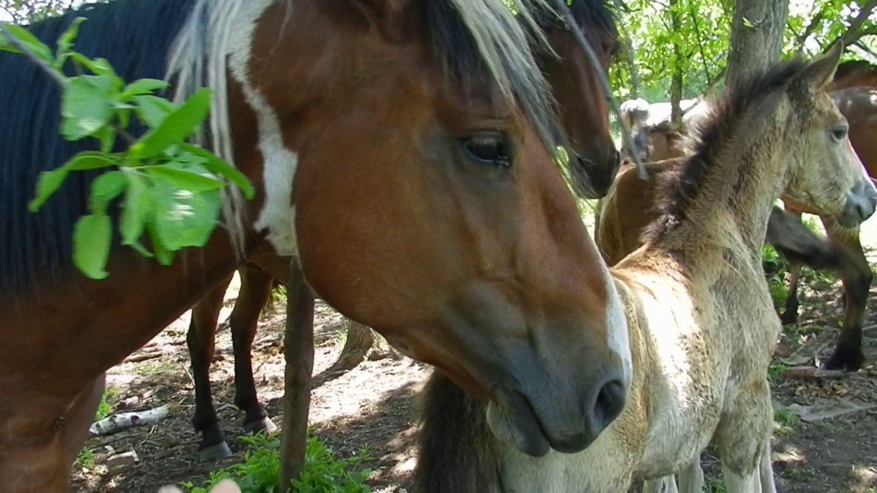 Наши кони пасутся// Прибавление// Жизнь в деревне пасутся - YouTube