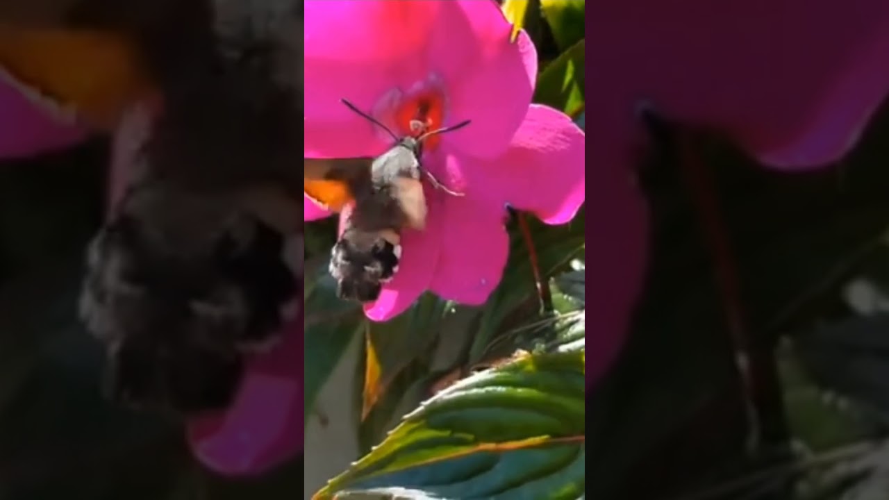Why This Moth Pretends to be a Hummingbird