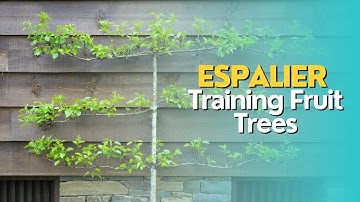 The Art of Espalier: Training Fruit Trees