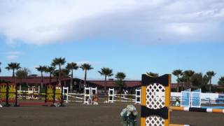 Golden Hill Riding Academy_HITS2015 Thermal_Stalypso
