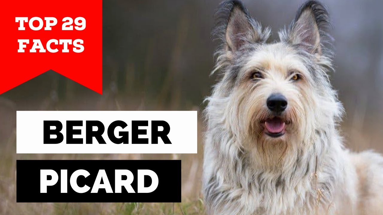 99% of Berger Picard Dog Owners Don't Know This