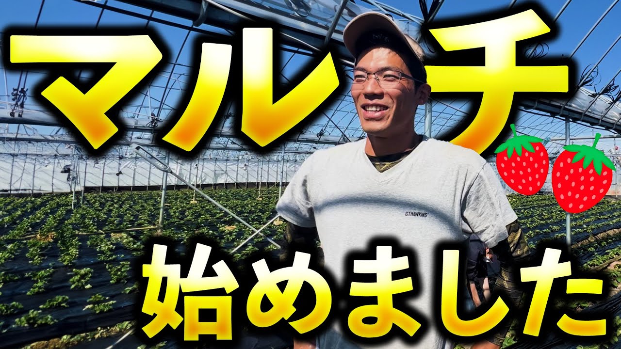 【いちご栽培】マルチ張り2023!!日本一のスピード（？）でマルチがけ