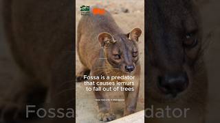 Fossa is a predator that causes lemurs to fall out of trees😰