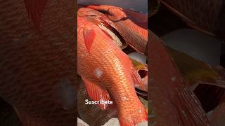 Pargos, Los Peces Más Deliciosos Del Planeta