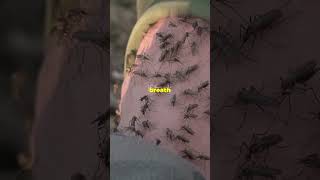 Why Do Mosquitos Love You? Are You A Mosquito Magnet Quickbytes