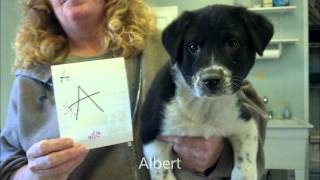 Operation Puppy Rescue
