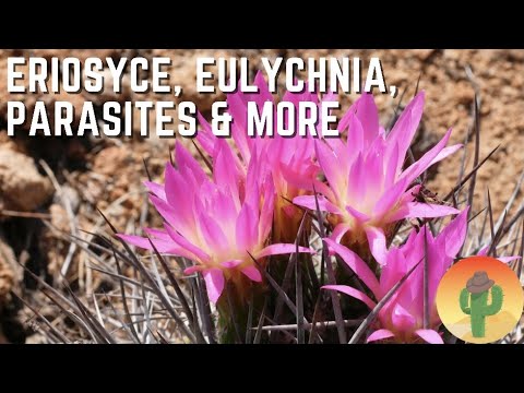 Eriosyce, Eulychnia, Parasites & More