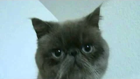 Video 1239621: silver exotic shorthair, exotic shorthair blue, shorthair blue point