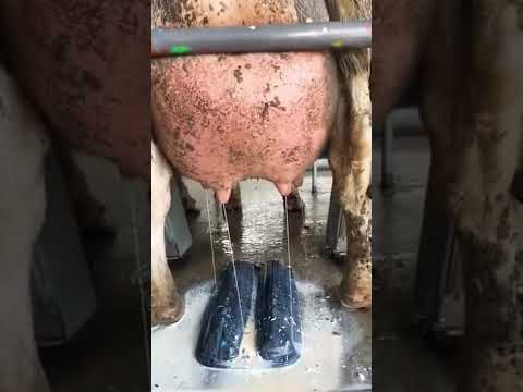 بقرة تدر الحليب تلقائي سبحان الله 