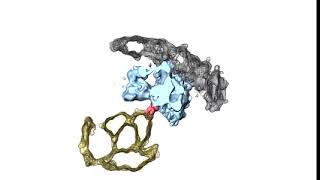 EM tomographic 3D model of the narrow short IFT train