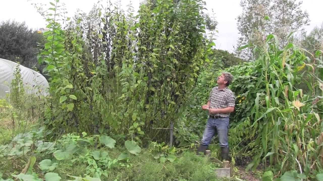 HOW TO GROW JERUSALEM ARTICHOKES - END SEASON - YouTube