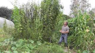 HOW TO GROW JERUSALEM ARTICHOKES - END OF SEASON CARE