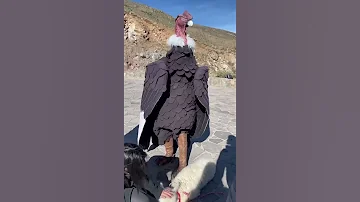 نسر كبير جدا 