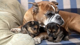 Dogs Protecting Their Puppies Compilation