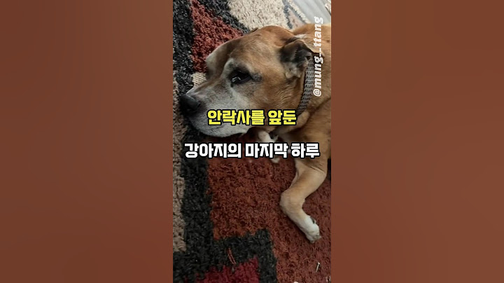 암에 걸려 안락사를 앞둔 강아지의 마지막 하루..