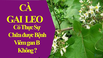 Uống Cà Gai Leo có thự sự chữa Bệnh VIRUT Viêm Gan B không ?