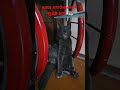 прям как ребёнок 🐺 #кот #ребенок #beby #юмор #cat #like #shortvideo #humor #animals #помощь #рек