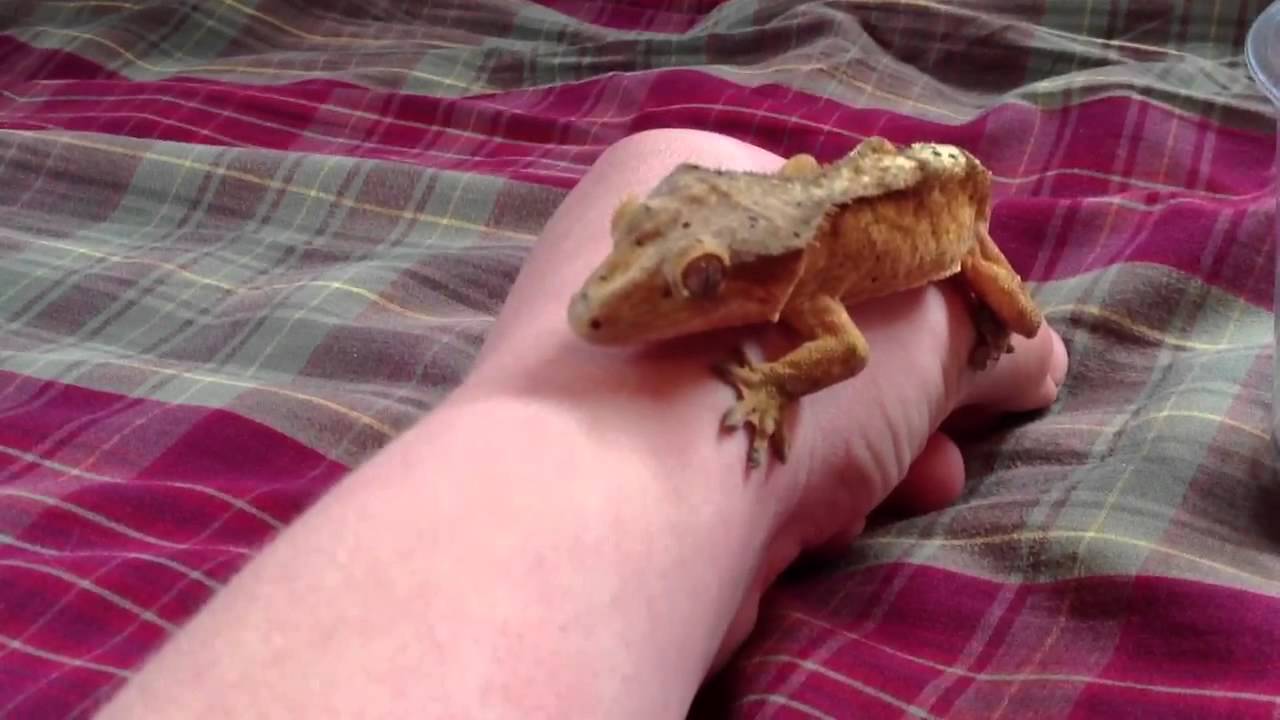 camera iphone 8 plus apk Reptile expo pick-up
