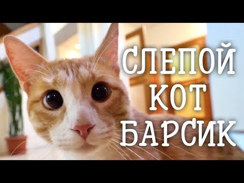 Слепой кот. Готовим к операции.