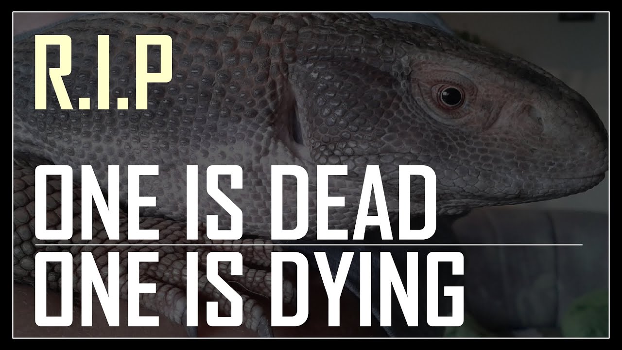 A SAD STORY of my Savannah Monitors - One is dead, one is dying ...