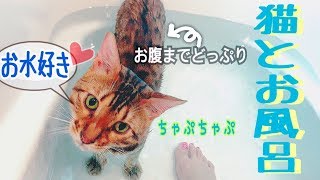 子猫達にお風呂で水慣れさせてたら父猫が本気の水遊び