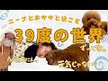 39度が８日続いてずっと３人（内１匹）で過ごした日々。〜どないかなってまいそう編〜