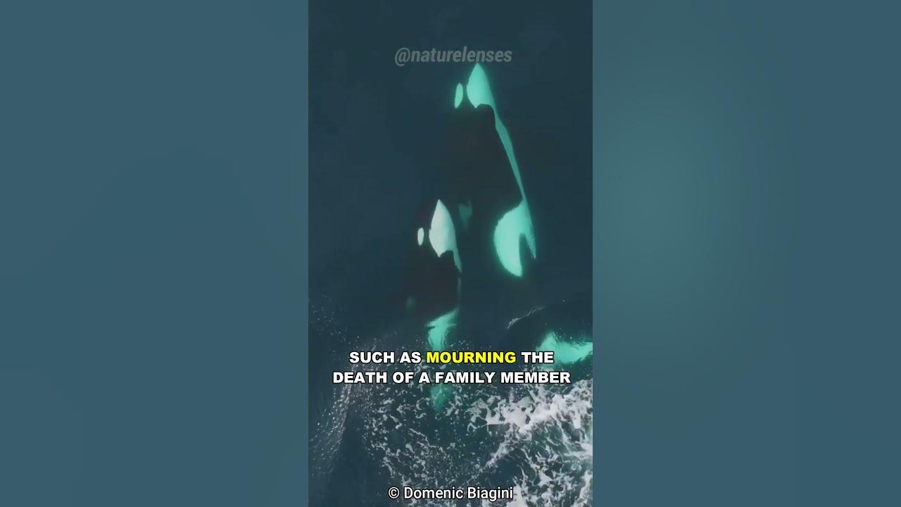 Why Don't Orcas Hunt Humans? - YouTube