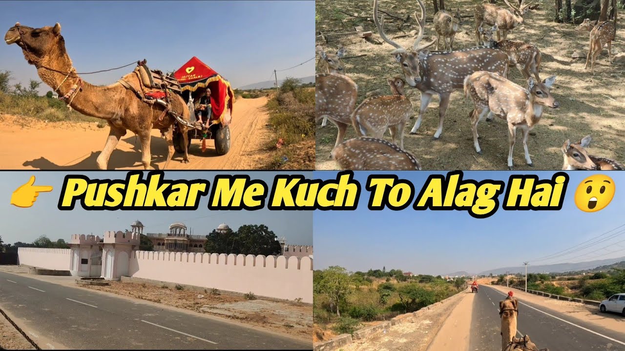 Pushkar Trip Vlog | Ye Jagah Dil Chhoo Leti Hai | pushkar camel safari full information
