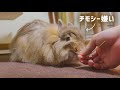 うさぎにチモシーを食べて欲しい飼い主の苦肉の策