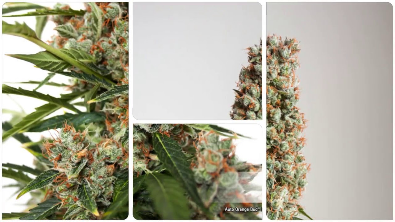Auto Orange Bud Dutch Passion 2